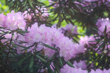 Botanik bahçesindeki Rhododendron 'un Bush' u. Güzel çiçek arkaplanı. Dekoratif yaz bitkileri.