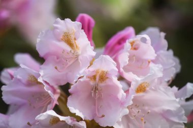 Botanik bahçesindeki Rhododendron 'un Bush' u. Güzel çiçek arkaplanı. Dekoratif yaz bitkileri.