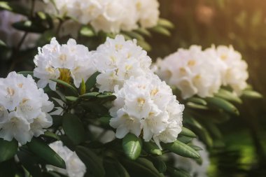 Botanik bahçesindeki Rhododendron 'un Bush' u. Güzel çiçek arkaplanı. Dekoratif yaz bitkileri.