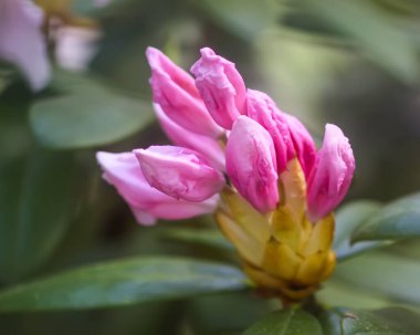 Botanik bahçesindeki Rhododendron 'un Bush' u. Güzel çiçek arkaplanı. Dekoratif yaz bitkileri.