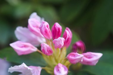 Botanik bahçesindeki Rhododendron 'un Bush' u. Güzel çiçek arkaplanı. Dekoratif yaz bitkileri.