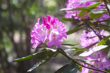 Botanik bahçesindeki Rhododendron 'un Bush' u. Güzel çiçek arkaplanı. Dekoratif yaz bitkileri.