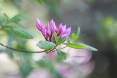 Botanik bahçesindeki Rhododendron 'un Bush' u. Güzel çiçek arkaplanı. Dekoratif yaz bitkileri.