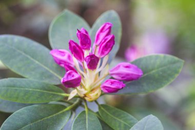 Botanik bahçesindeki Rhododendron 'un Bush' u. Güzel çiçek arkaplanı. Dekoratif yaz bitkileri.