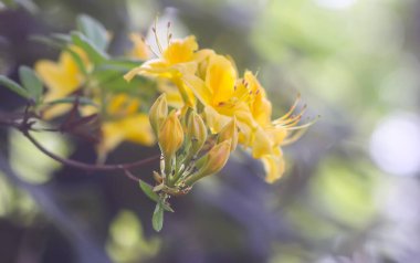 Botanik bahçesindeki Rhododendron 'un Bush' u. Güzel çiçek arkaplanı. Dekoratif yaz bitkileri.