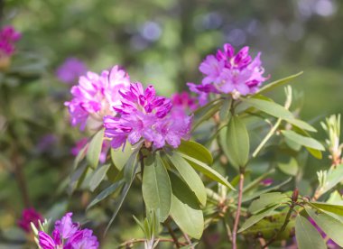 Botanik bahçesindeki Rhododendron 'un Bush' u. Güzel çiçek arkaplanı. Dekoratif yaz bitkileri.