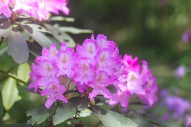 Botanik bahçesindeki Rhododendron 'un Bush' u. Güzel çiçek arkaplanı. Dekoratif yaz bitkileri.