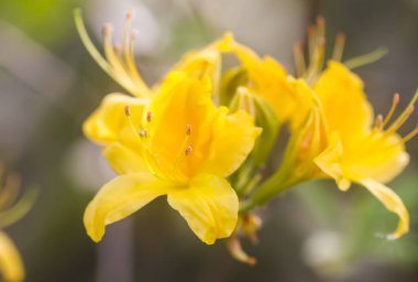Botanik bahçesindeki Rhododendron 'un Bush' u. Güzel çiçek arkaplanı. Dekoratif yaz bitkileri.