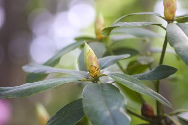 Botanik bahçesindeki Rhododendron 'un Bush' u. Güzel çiçek arkaplanı. Dekoratif yaz bitkileri.