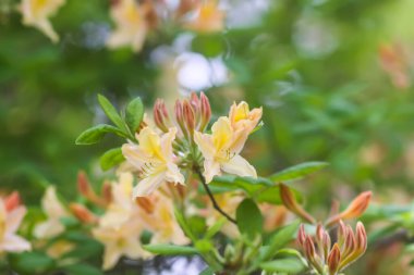 Botanik bahçesindeki Rhododendron 'un Bush' u. Güzel çiçek arkaplanı. Dekoratif yaz bitkileri.