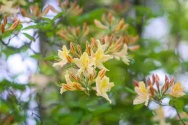 Botanik bahçesindeki Rhododendron 'un Bush' u. Güzel çiçek arkaplanı. Dekoratif yaz bitkileri.