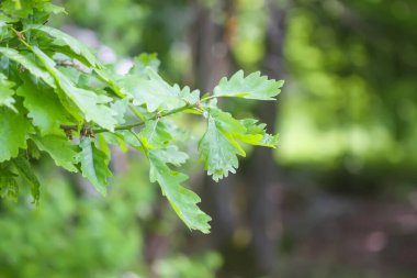 Yaz parkında yeşil meşe yaprakları.