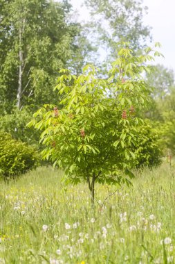 Yaz çimlerinde solmuş karahindiba çiçekleri