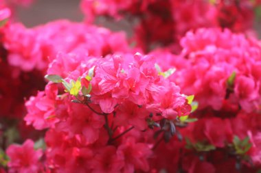 Botanik bahçesindeki Rhododendron 'un Bush' u. Güzel çiçek arkaplanı. Dekoratif yaz bitkileri.