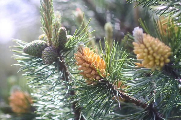 Cabang Pohon Spruce Taman Musim Panas Serbuk Sari Pinus Yang — Stok Foto