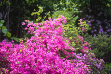 Bir bahar parkında çiçek açan pembe Rhododendron bitkisi çalısı.