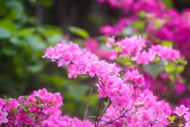 Bir bahar parkında çiçek açan pembe Rhododendron bitkisi çalısı.