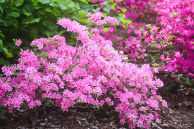 Bir bahar parkında çiçek açan pembe Rhododendron bitkisi çalısı.