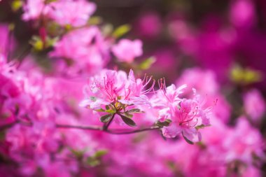 Bir bahar parkında çiçek açan pembe Rhododendron bitkisi çalısı.