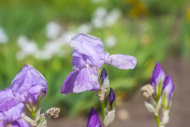 İris çiçekleri bahar bahçesinde.