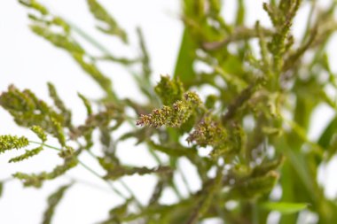 Bir buket kır çiçeği. Çiçek bileşimi.