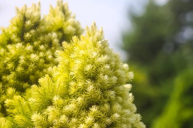 Yaz parkındaki ladin ağaçları. Evergreen ağaçları güneş ışığıyla kapanır.