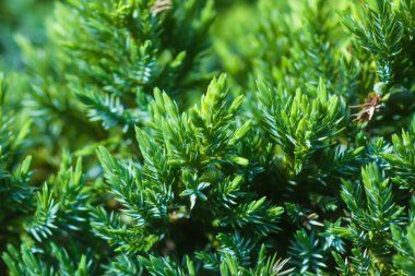 Yaz parkındaki ladin ağaçları. Evergreen ağaçları güneş ışığıyla kapanır.