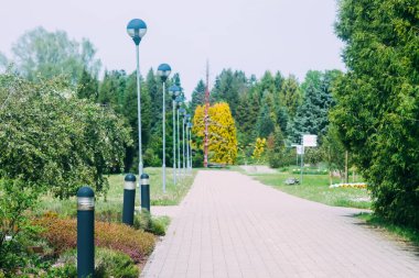 Yaz parkındaki ladin ağaçları. Evergreen ağaçları güneş ışığıyla kapanır.