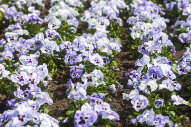 Bahçede karışık hanım evlatları. Güzel bahar çiçekleri.