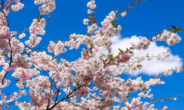 Beautiful branches of pink cherry or Sakura flowers in a park. Spring blossoms on blue sky background,