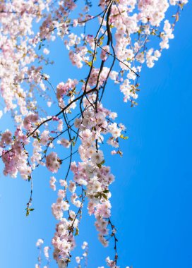 Beautiful branches of pink cherry or Sakura flowers in a park. Spring blossoms on blue sky background,
