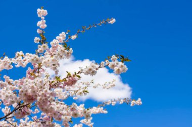 Beautiful branches of pink cherry or Sakura flowers in a park. Spring blossoms on blue sky background,