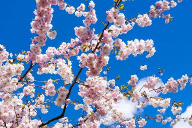Beautiful branches of pink cherry or Sakura flowers in a park. Spring blossoms on blue sky background,