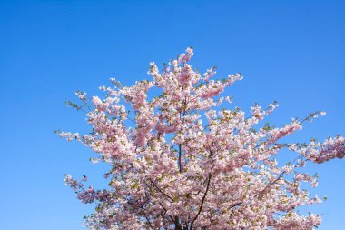 Beautiful branches of pink cherry or Sakura flowers in a park. Spring blossoms on blue sky background,