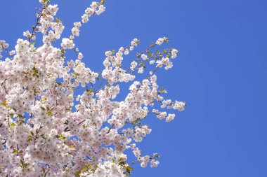 Beautiful branches of pink cherry or Sakura flowers in a park. Spring blossoms on blue sky background,