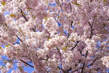 Beautiful branches of pink cherry or Sakura flowers in a park. Spring blossoms on blue sky background,