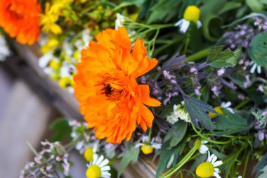 Medicinal herbs. Bright summer flowers.