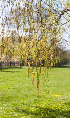 Spring landscape. Green trees in a park.