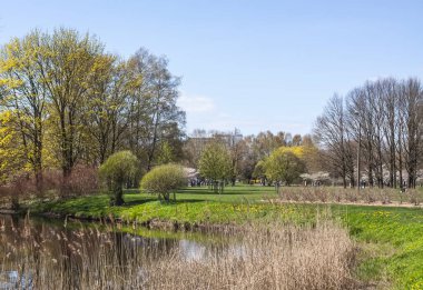 Spring landscape. Green trees in a park.