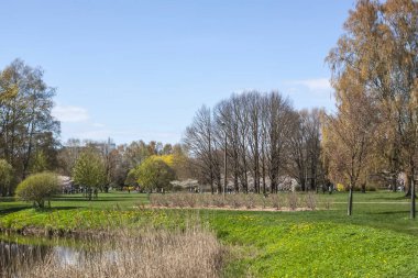 Spring landscape. Green trees in a park.