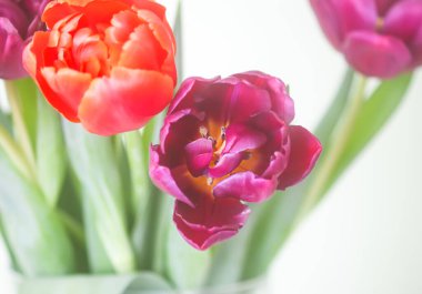 Tulip flowers. Beautiful spring plants in flowering season.