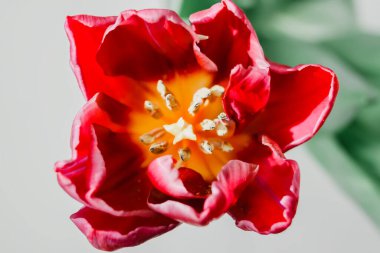 Tulip flower. Beautiful spring plant in flowering season.