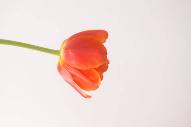 Tulip flowers. Beautiful spring plants in flowering season.