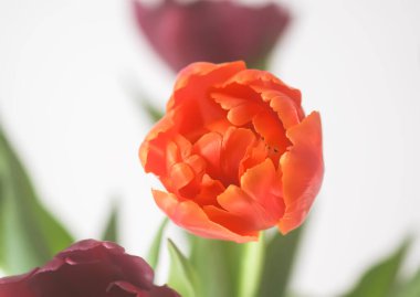 Tulip flower. Beautiful spring plant in flowering season.