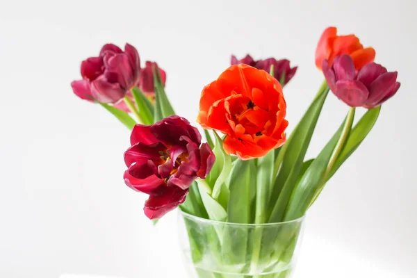 Bouquet of tulip flowers in transparent vase. Beautiful spring plants in flowering season. Minimalistic floral design.