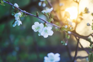 Cherry blossoms in spring park. Beautiful tree branches with white flowers in warm sunset light.