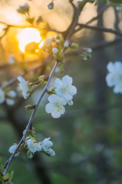 Cherry blossoms in spring park. Beautiful tree branches with white flowers in warm sunset light.