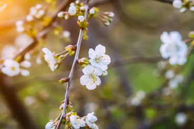 Cherry blossoms in spring park. Beautiful tree branches with white flowers in warm sunset light.