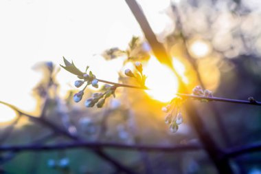 Cherry blossoms in spring park. Beautiful tree branches with white flowers in warm sunset light.