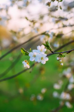 Cherry blossoms in spring park. Beautiful tree branches with white flowers in warm sunset light.
